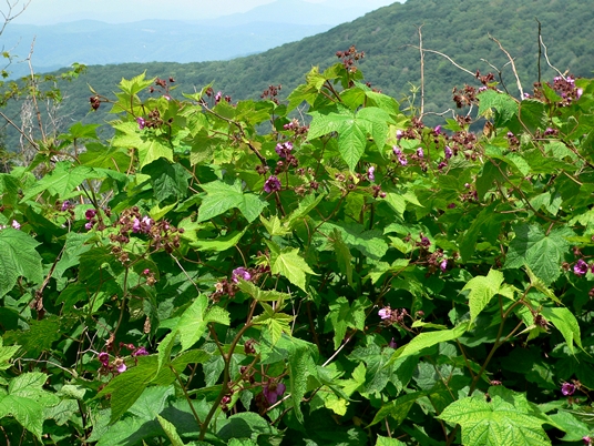 {Rubus odoratus}